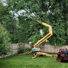 Professional  Tree Services in Spooner, WI