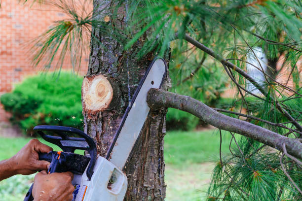 Why Choose Our Tree Removal Services in Spooner, WI?